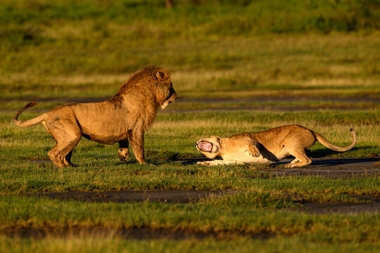 Lions (Panthera leo) pair, pre-courtship aggressive interaction in early morning light, Ndutu area, Ngorongoro Conservation Area (NCA) / Serengeti border, Tanzania.