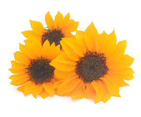 Obraz premium Sunflower Isolated on White - stock photo 
