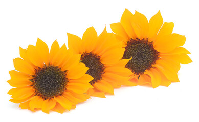 Obraz premium Sunflower Isolated on White - stock photo 