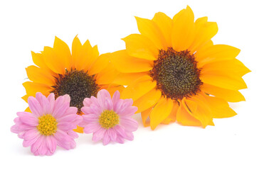 Obraz premium Sunflower Isolated on White - stock photo 