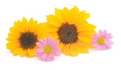 Obraz premium Sunflower Isolated on White - stock photo 