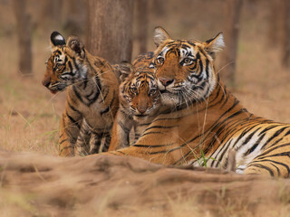 Bengal tiger (Panthera tigris tigris) female, resting with two cubs, Ranthambhore, Rajasthan, India. Endangered.