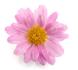 Obraz premium Dahlia - stock photo 