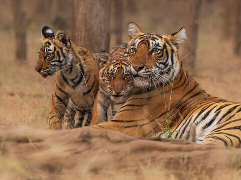 Bengal tiger (Panthera tigris tigris) female, resting with two cubs, Ranthambhore, Rajasthan, India. Endangered.