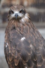 ノズリ