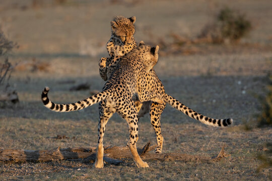 Two Cheetah (Acinonyx jubatus) sub-adults playfighting, Mashatu game reserve, Botswana.