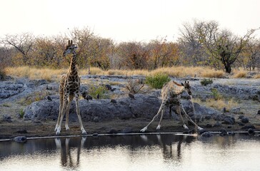 wild giraffe in savanna , Botswana ,Africa