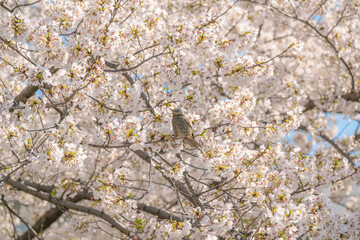 サクラと鳥