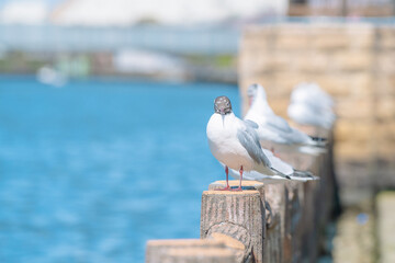 海辺の鳥
