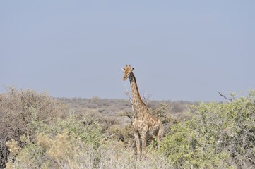 wild giraffe in savanna , Botswana , Africa