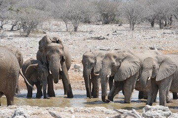 Elefanti nella savana selvaggia , in botswana africa