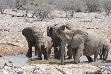 Elefanti nella savana selvaggia , in botswana africa