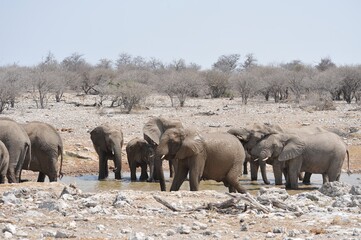 Elefanti nella savana selvaggia , in botswana africa