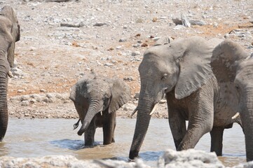 Elefanti nella savana selvaggia , in botswana africa