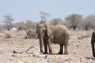 Elefanti nella savana selvaggia , in botswana africa
