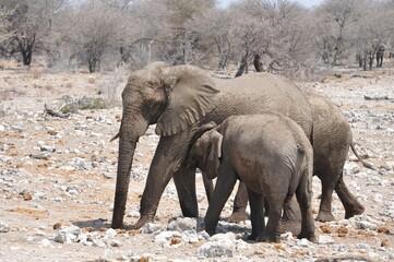 Elefanti nella savana selvaggia , in botswana africa