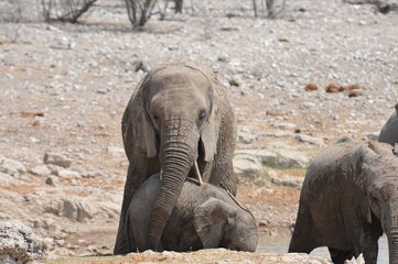 Elefanti nella savana selvaggia , in botswana africa