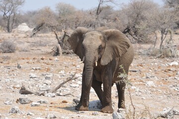 Fototapeta premium Elefanti nella savana selvaggia , in botswana africa
