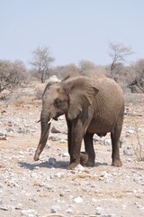 Elefanti nella savana selvaggia , in botswana africa
