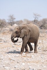 Fototapeta premium Elefanti nella savana selvaggia , in botswana africa
