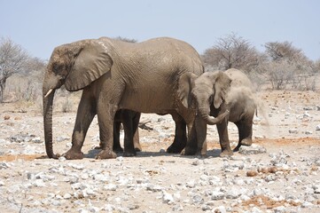 Elefanti nella savana selvaggia , in botswana africa