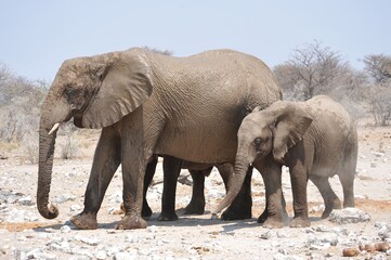 Fototapeta premium Elefanti nella savana selvaggia , in botswana africa