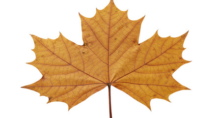 Isolated Autumn Leaf