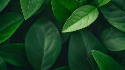 Sunlight dances across verdant leaves during morning photosynthesis, capturing nature's elegant carbon sequestration process while illustrating ecological sustainability