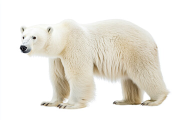 a polar bear standing on a white surface
