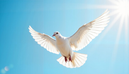 Fototapeta premium White dove flying in blue sky with sunlight