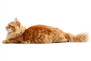 a cat laying down on a white surface