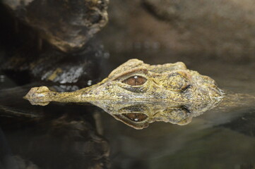 Close up of a Cuvier's dwarf caiman. Paleosuchus palpebrosus. 