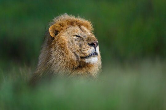 Lion (Panthera leo) male, one of dominant coalition of five males, head portrait, Ndutu area, Ngorongoro Conservation Area (NCA) / Serengeti border, Tanzania. 