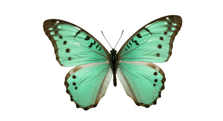 Isolated Blue Morpho Butterfly