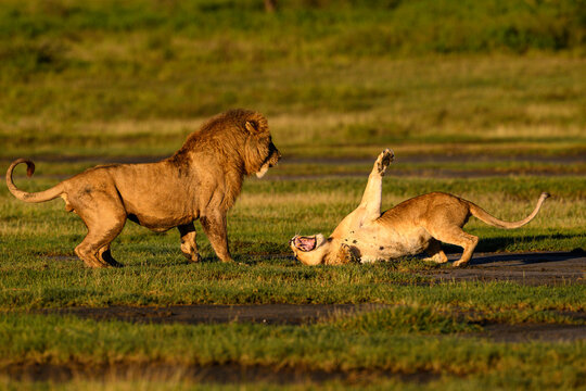 Lions (Panthera leo) pair, pre-courtship aggressive interaction in early morning light, Ndutu area, Ngorongoro Conservation Area (NCA) / Serengeti border, Tanzania. 