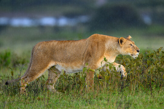 Lion (Panthera leo) female, hunting, Ndutu area, Ngorongoro Conservation Area (NCA) / Serengeti border, Tanzania. 
