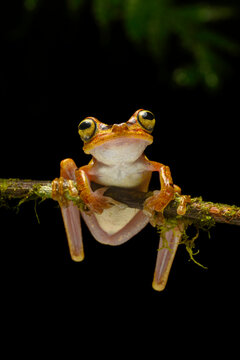 Imbabura tree frog (Boana picturata) resting on a branch in rainforest understorey at night, Choco forest, western Andean slope, Ecuador. 