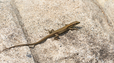 Hatay Lizard (Phoenicolacerta laevis), native to Turkey's Mediterranean region, thrives in rocky habitats with vibrant hues and remarkable adaptability to diverse environments.