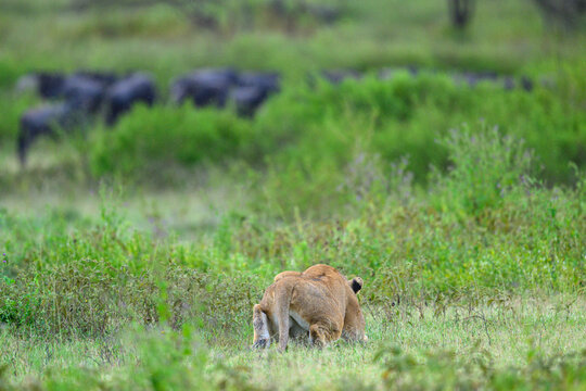 Lion (Panthera leo) female, stalking a herd of White-bearded wildebeest (Connochaetes taurinus), Ndutu area, Ngorongoro Conservation Area (NCA) / Serengeti border, Tanzania. 