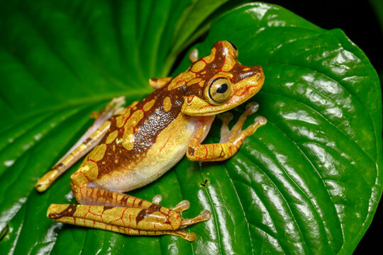 Imbabura tree frog (Boana picturata) resting on a leaf in rainforest understorey, Choco forest, western Andean slope, Ecuador. 