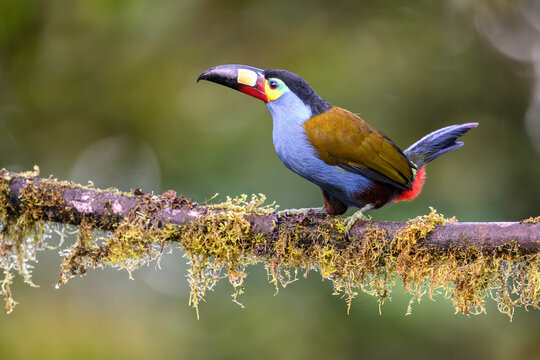 Plate-billed mountain toucan (Andigena laminirostris) perched on branch in cloud forest understorey, near Mindo, upper Pacific slope, Ecuador. Controlled conditions. 