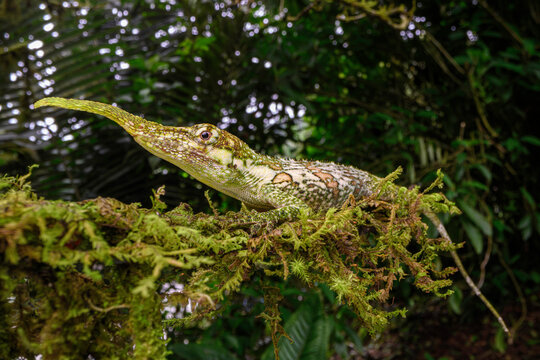Pinocchio lizard (Anolis proboscis) male, camouflaged on moss-covered branch in cloud forest, Mindo area, Paciific slope, Ecuador. Endangered. 