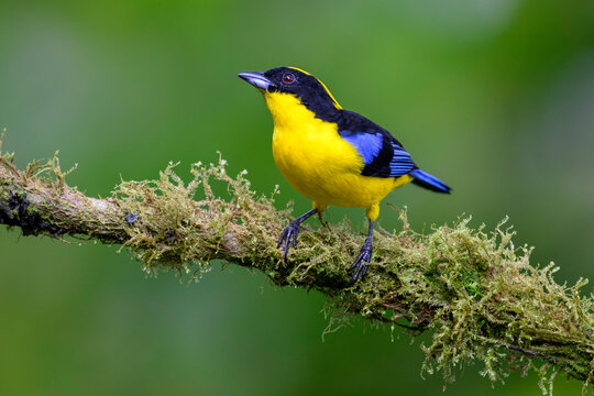 Blue-winged mountain tanager (Anisognathus somptuosus) male, perched on lichen-covered branch in cloud forest, Mindo area, Pacific slope, Ecuador. 
