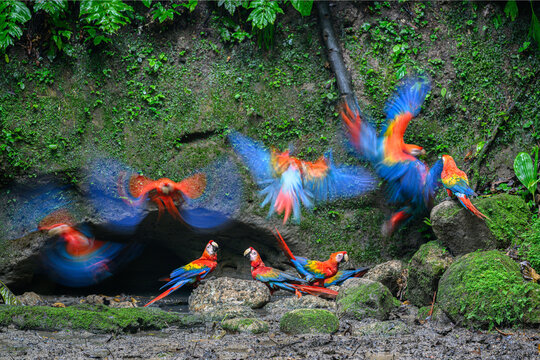 Scarlet macaws (Ara macao) flock gathering at cave clay lick at the base of a cliff along the Napo River, Yasuni National Park, Amazon, Ecuador. 