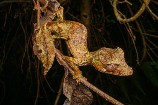 Satanic leaf-tailed gecko (Uroplatus phantasticus) camouflaged among dried leaves, Maromizaha Forest, near Andasibe, central-eastern Madagascar. 