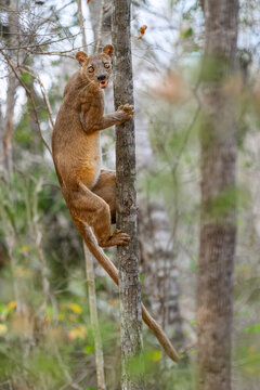 Fosa (Cryptoprocta ferox) female, climbing tree in dry deciduous forest, Kirindy, Menabe, western Madagascar. 