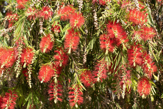 Red bottlebrush (Melaleuca viminalis), the scarlet beauty of city parks, dances with the spring breeze, its vibrant crimson blooms creating a me
