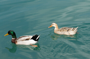 A pair of mallard ducks (Anas platyrhynchos) swim peacefully on turquoise river water during a gentle spring day, their vibrant colors reflecting the harmony of nature.