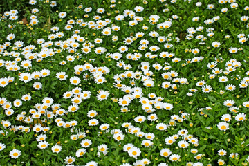 Sunflower daisies (Mauranthemum paludosum) are a springtime essential, brightening gardens with...