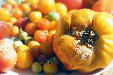 Loss of homegrown produce: A close-up photo of a large orange tomato affected by mold. A spoiled...